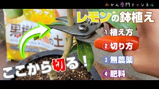 【4月下旬】①ゼロから始めるレモンの鉢植え／璃の香(りのか)の無農薬栽培に挑戦！