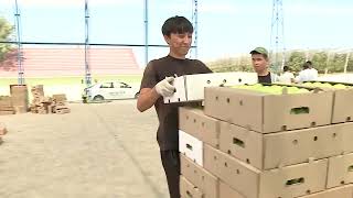 видео: Аграрлы Қазақстан: Қазығұрт ауданының ауыл шаруашылығы мен жетістіктері картинка: Аграрлы Қазақстан: Қазығұрт ауданының ауыл шаруашылығы мен жетістіктері