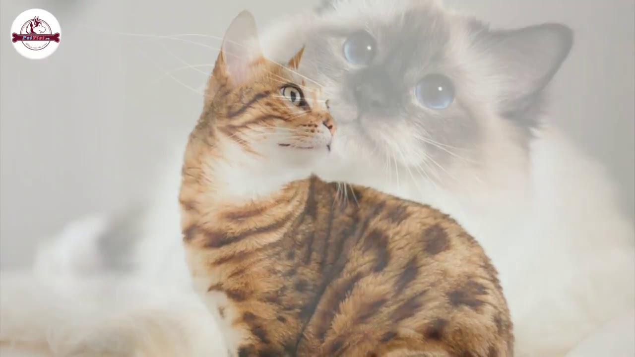 TOP 10 Giống Mèo Đẹp Nhất Hành Tinh - Phần 1 - YouTube
