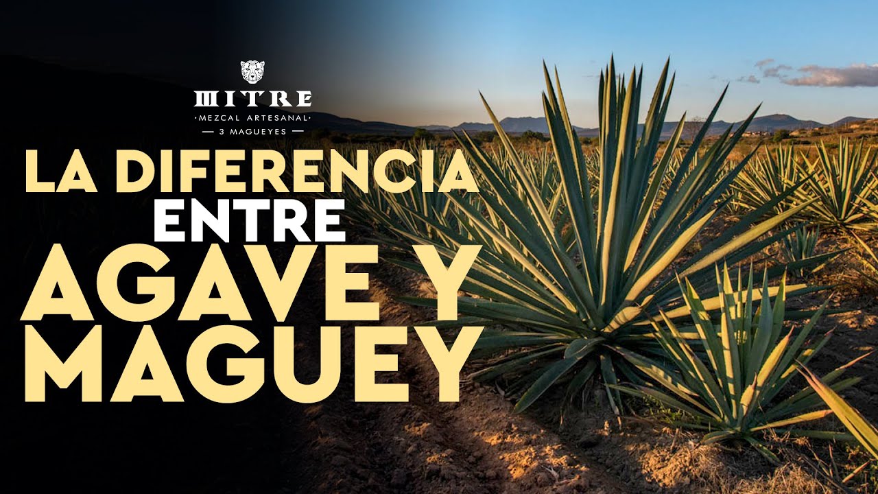 la-gran-diferencia-entre-agave-y-maguey-youtube