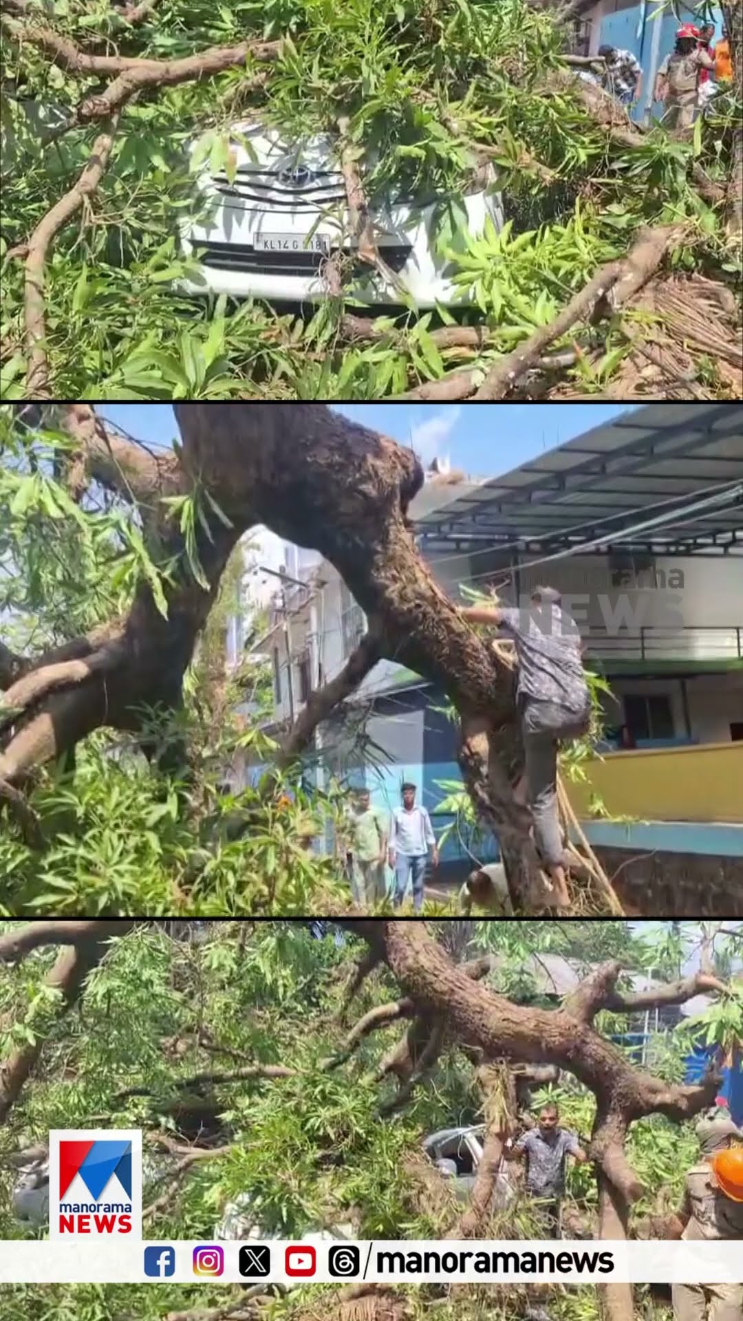 കാഞ്ഞങ്ങാട്ട് നിർത്തിയിട്ട കാറുകൾക്ക് മുകളിൽ മരംവീണു; 2 പേർക്ക് പരുക്ക്  #TreeFall #Accident