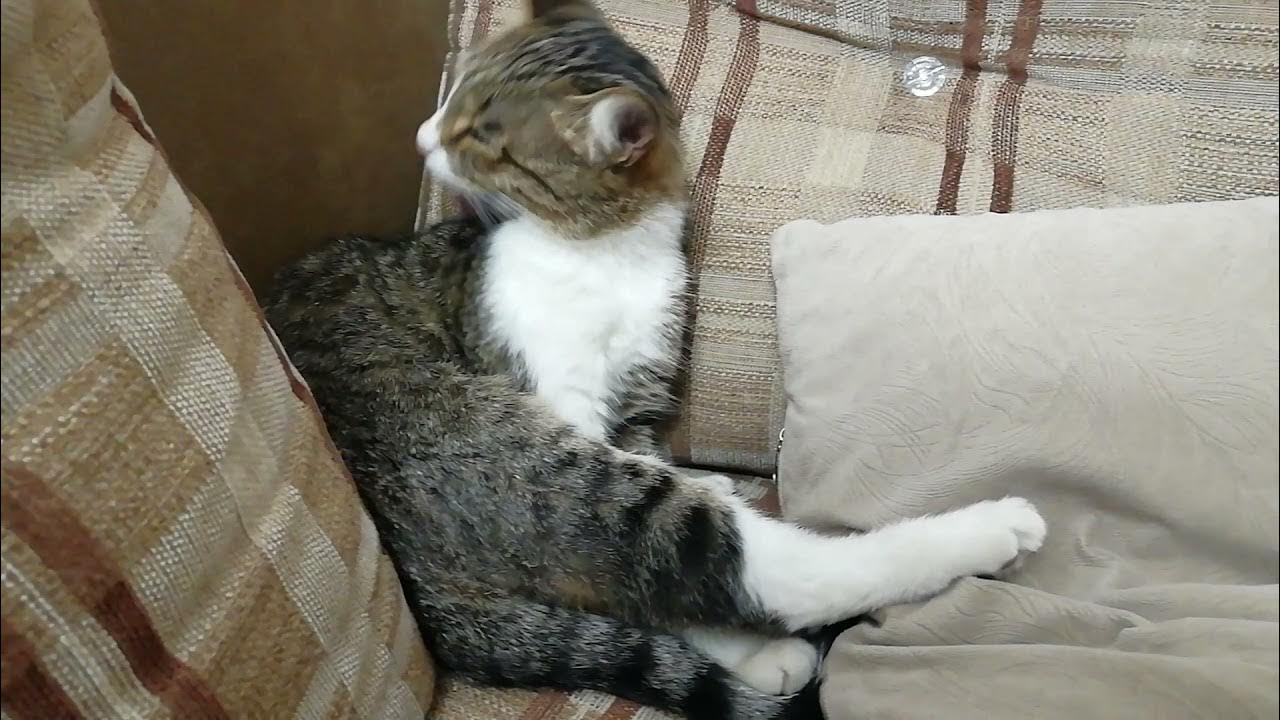 Cats chill out YouTube