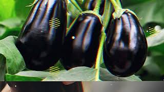 Branko Bastovanko Promo