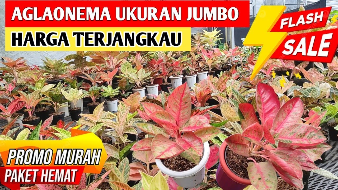 Asikk Promo Lagi‼️ Aglonema Jumbo Ekonomis + Paketan Murah ~ 82