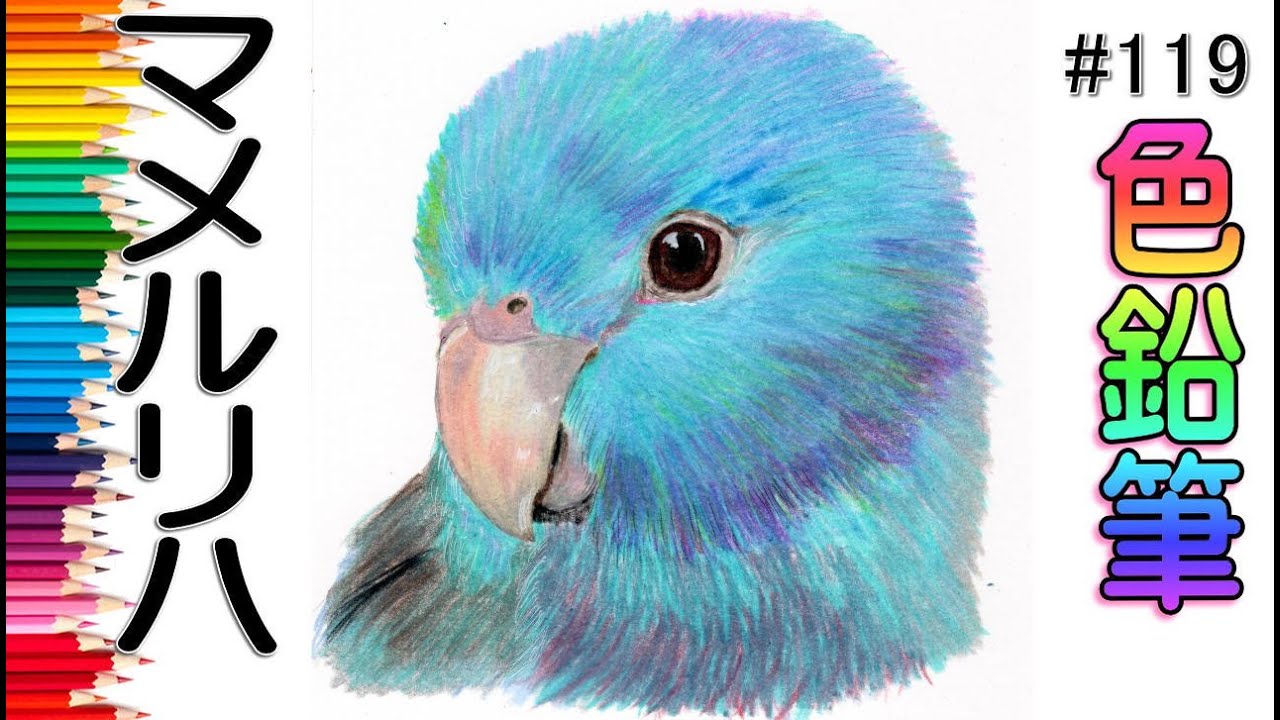 マメルリハ【色鉛筆画】イラスト 絵画 pencildrawing beginner art