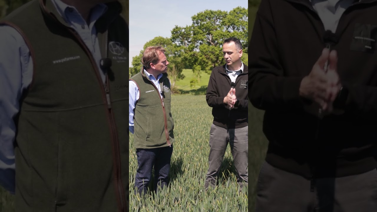 Will Hybrid Wheat Change Farming? Talking with Syngenta’s Head of Seeds