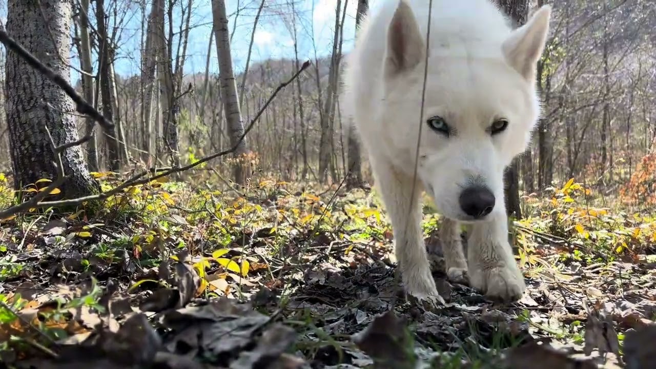 Şehrin gürültüsünden kaçış/Doğada barınak yapıyorum/Escape from the noise of the city/nature/shelter