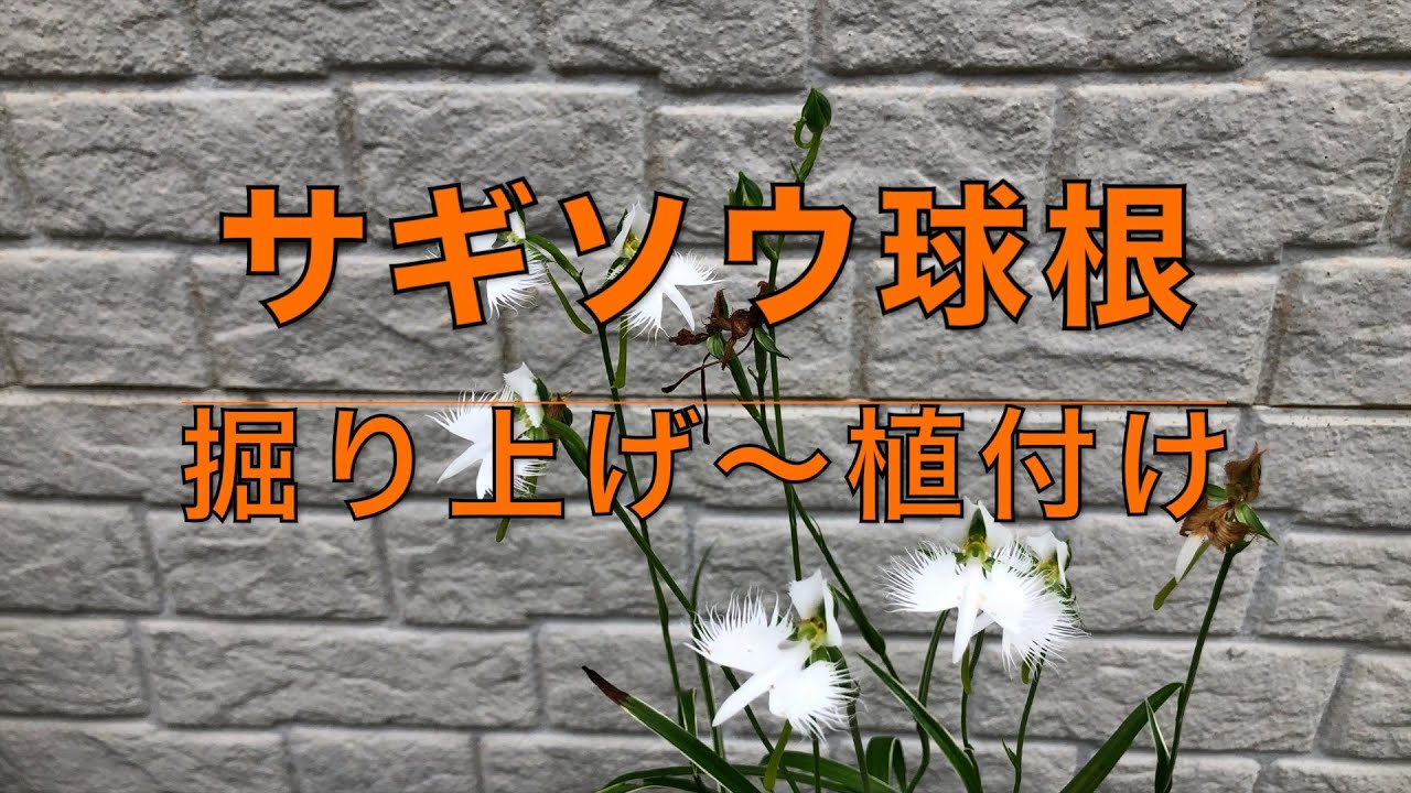 サギソウ球根 掘り上げ〜植付け - YouTube