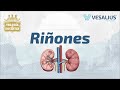 LOS RIÑONES