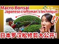 【SECRET Technique !!】MACRO BONSAI How to pruning! Ultimate craftsman's technique!