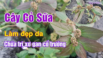 Công dụng của cây Cỏ Sữa | Cỏ Sữa lá lớn | Hằng Lê HG85