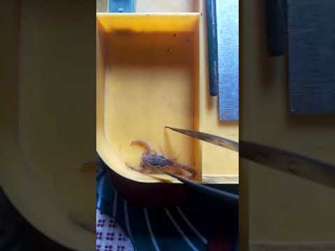 Scorpion in my