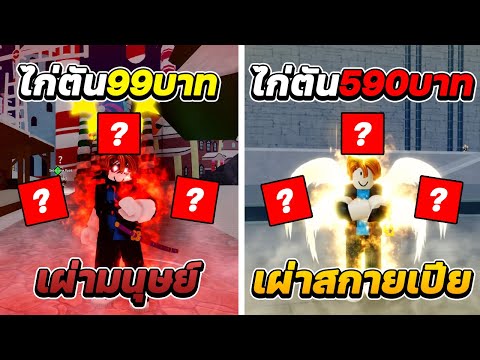 สอนซื้อไก่ตันเผ่าV4 99บาท VS 590บาท จะได้เผ่าอะไร!?