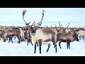 Reindeer Facts Arctic Nomads And Their Incredible Survival Secrets 