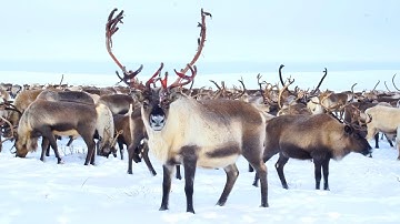 Reindeer Facts: Arctic Nomads and Their Incredible Survival Secrets