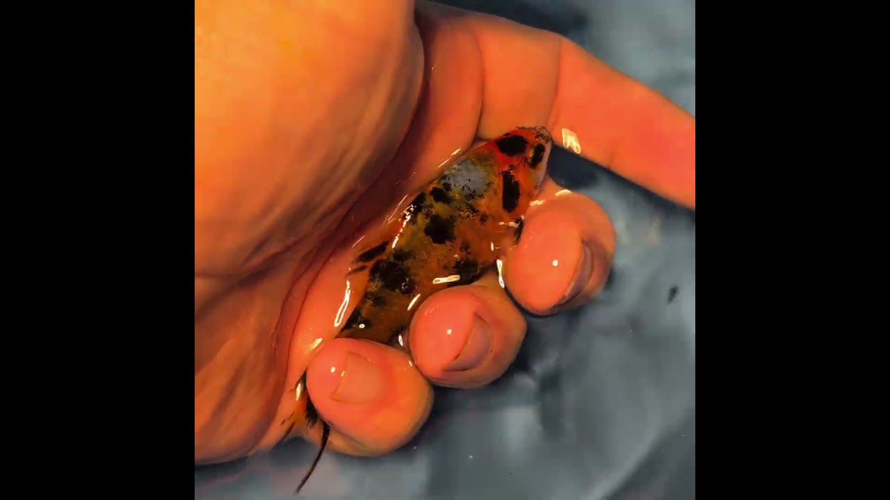 Interesting Fin colour and Markings on this Shubunkin