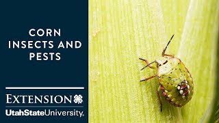 corn insects and pests