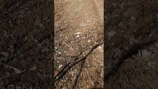 Чеснок растёт, помет сохнет)) #лесной #nature #природа