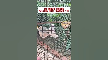 burung cendet albino #burung #mangkicauoffecial #kicaumania #burungkicaudialamliar #kicaumania