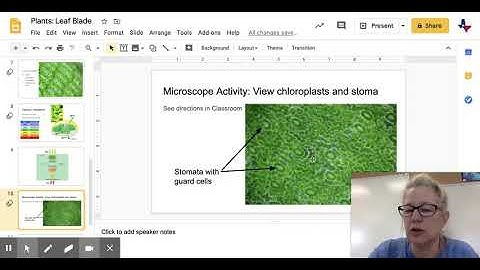 Plants: Leaf Blade - Google Slides