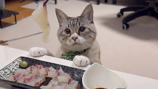 【癒し】鯛の刺身を食べる猫がかわいい