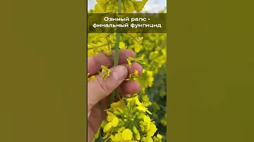 Озимый рапс - финальный фунгицид