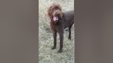 Pudelpointer Maximilian working at 9mths