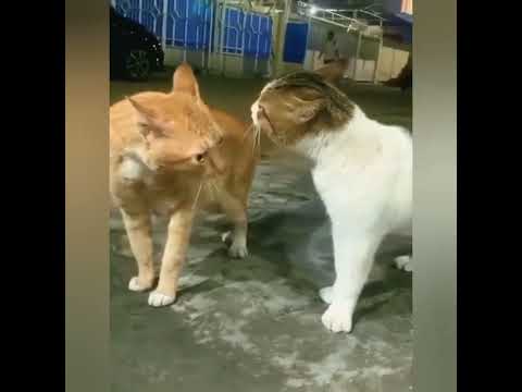 ايه يا صاااوي ايه فيه ايه ماتيالا يا جومعااااا الفيديو هذا إدمااان صاوي جمعة قط