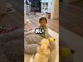 愛犬が子ども達に愛されすぎてこうなった… #日常 #赤ちゃん #フレンチブルドッグ