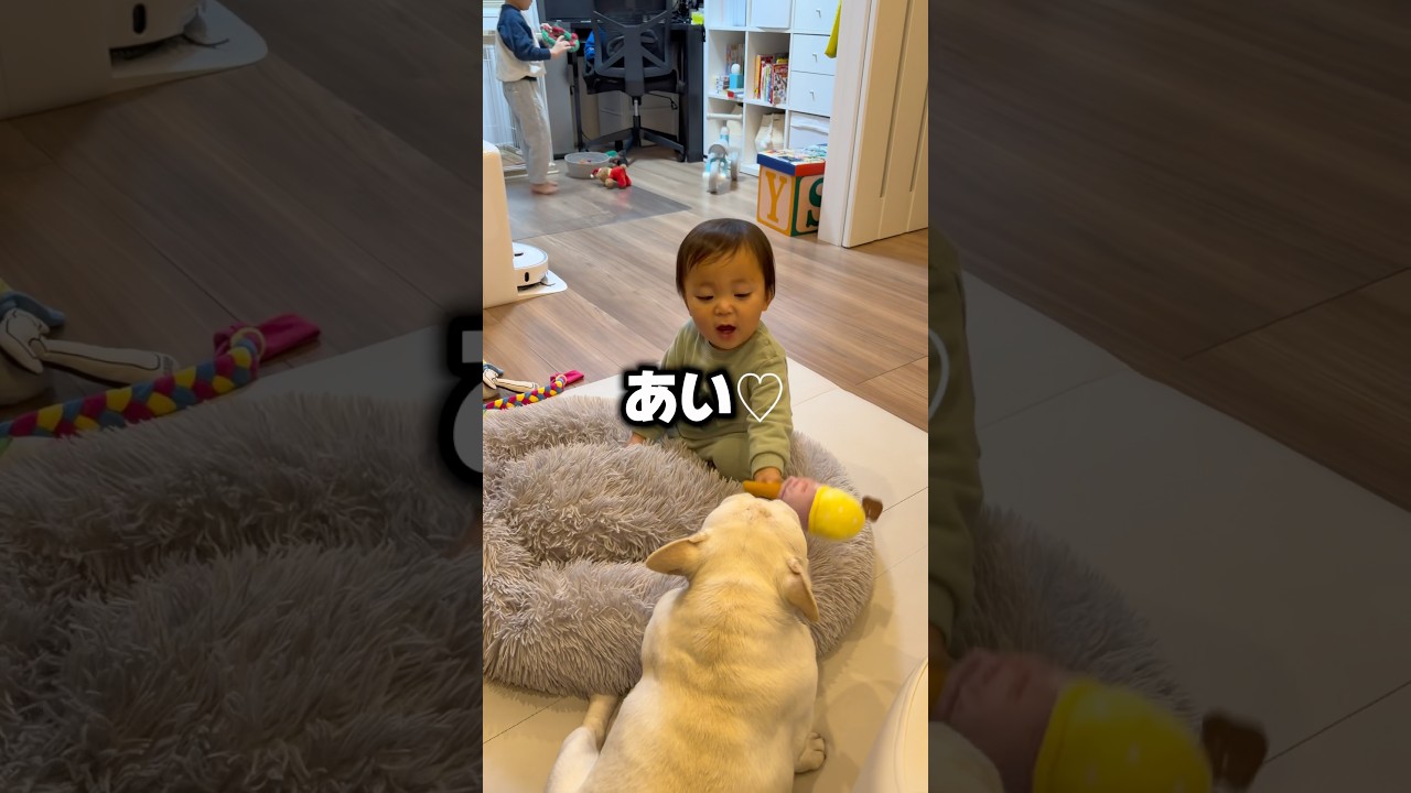 愛犬が子ども達に愛されすぎてこうなった… #日常 #赤ちゃん #フレンチブルドッグ