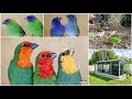 Can you mix different parrot finch species together ? | Finch Hybrids