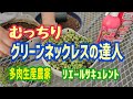 【多肉植物】むっちりグリーンネックレスの達人2026年8月7日