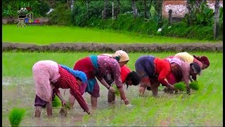 RICE CULTIVATION IN NEPAL ...