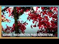 Nature: Washington Park Arboretum | VOA Connect