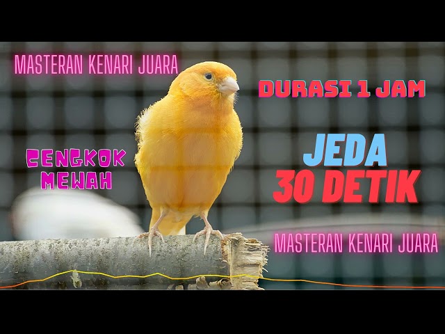 masteran kenari paud cengkok mewah jeda || masteran kenari juara #masteranburung class=