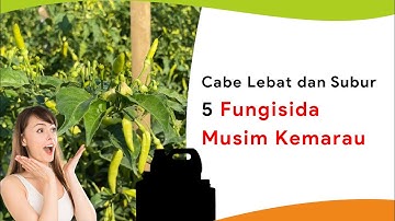 5 Fungisida Musim Kemarau, Penyakit Minggat, Tanaman Subur dan Sehat