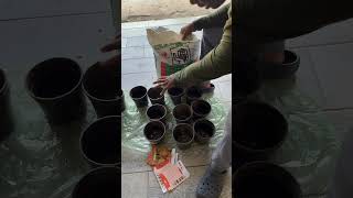 Planting seedlings spring in the house#asmr #farming#diy#offgrid