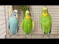 3 Hours of Happy Budgie Sounds: Cheerful Parakeet Chirps to Entertain Your Sad Budgies