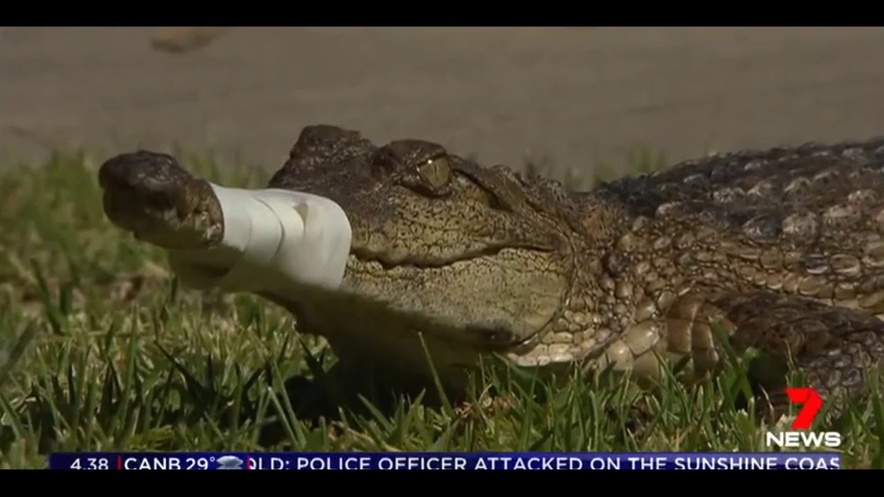 watershed Freshwater Crocodile Captured in Melbourne. Australian Freshwater Crocodile Escaped or Stow Away