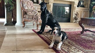 Beautiful Black Great Dane & 14 Week Old Harlequin Puppy Mikey Picture Perfect Poses by Max and Katie the Great Danes 925 views 11 days ago 1 minute, 17 seconds
