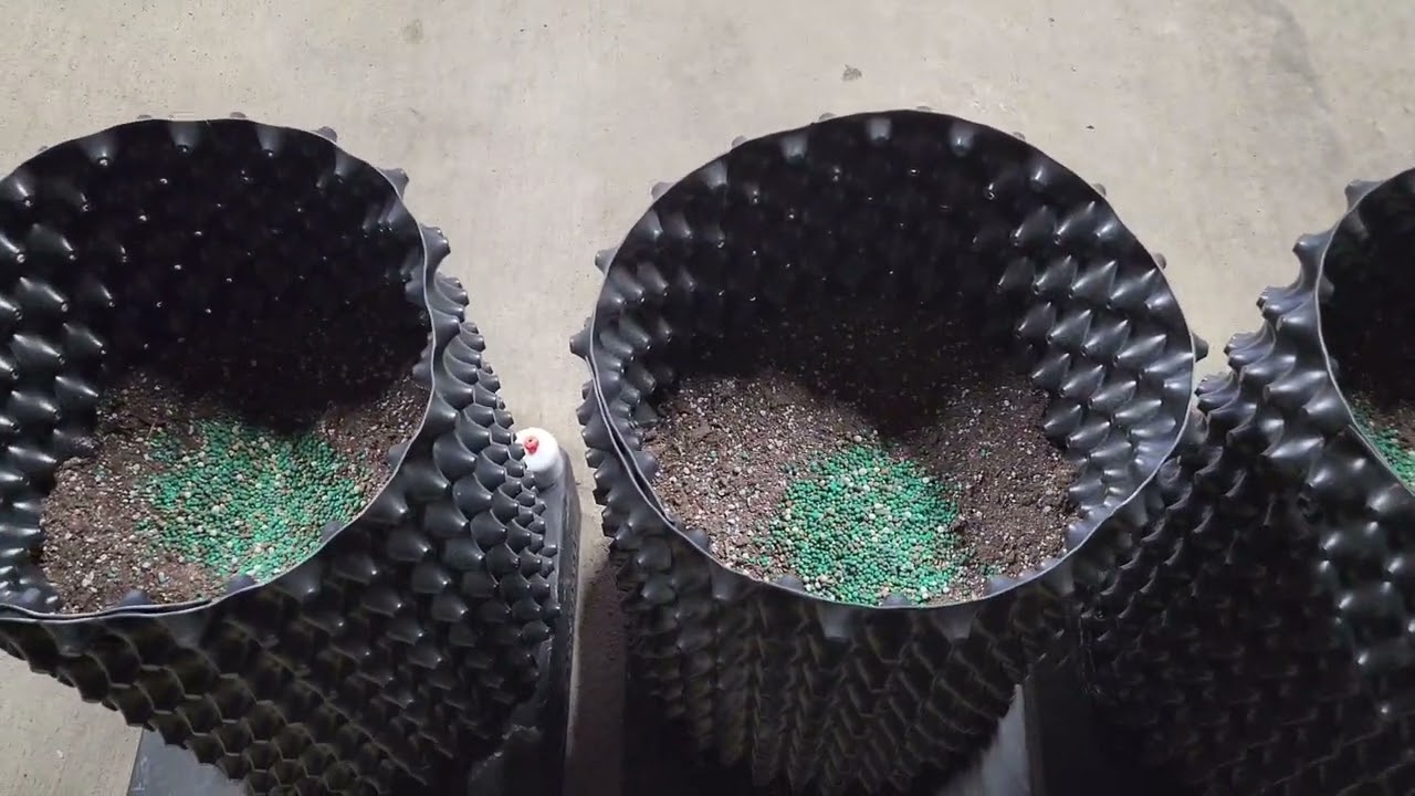 Octopot grow #14 Lemon Tree,  Wedding Cake, Girl Scout Cookies, Great White Shark  Day 19 w/growdots