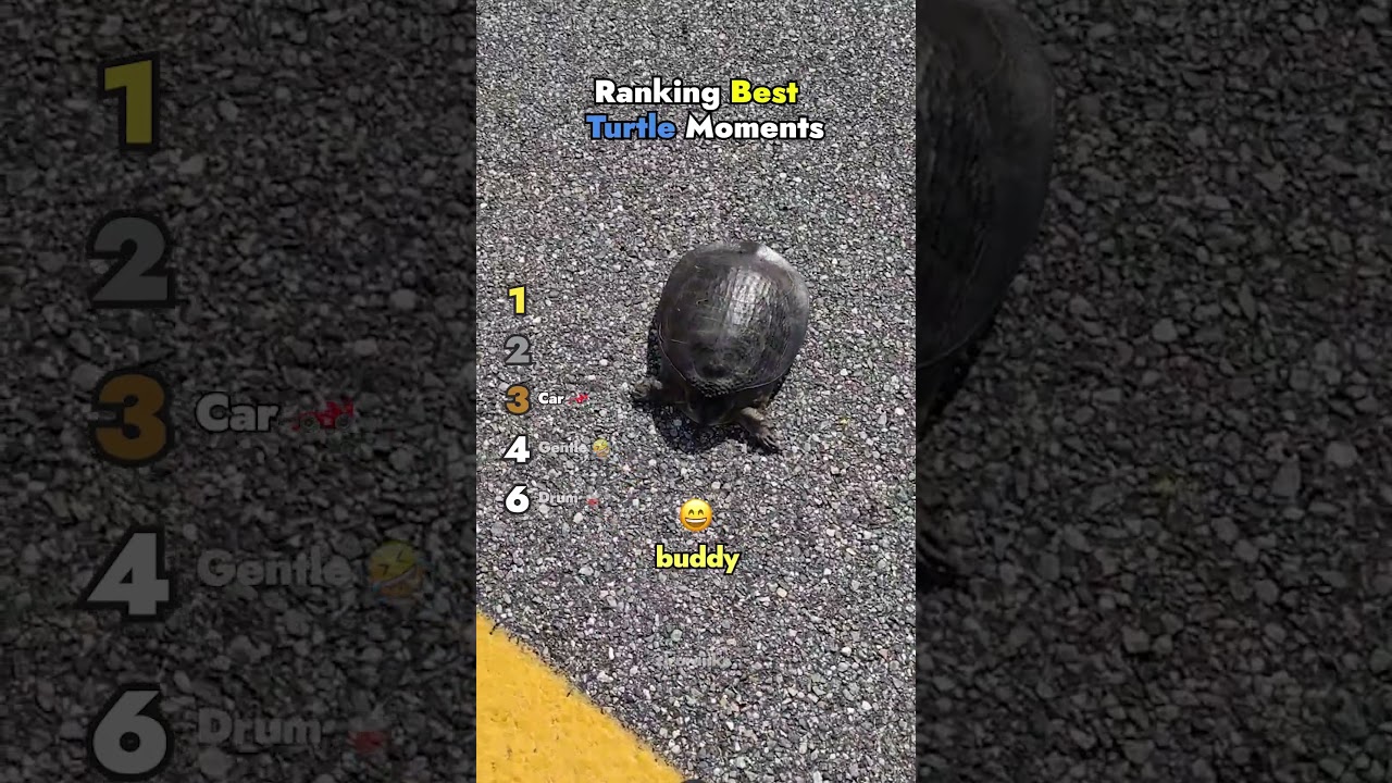 Ranking Best Turtle Moments