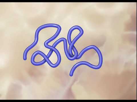 Role of EcoR1