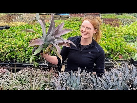 Video: Kas yra „Mangave“augalas – iš kur atsiranda „Mangave“hibridai