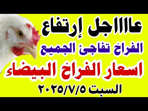 اسعار الفراخ البيضاء اليوم سعر الفراخ البيضاء اليوم السبت ٢٠٢٥ ٧ ٥ في مصر اسعار الفراخ اليوم