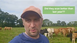 Pregnancy scanning the cows and can we get a clear TB test this week 🤞🏻