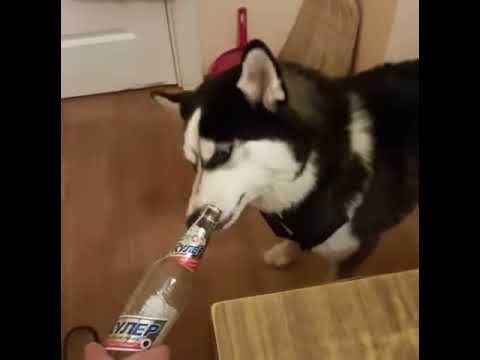 Хаски бухает
