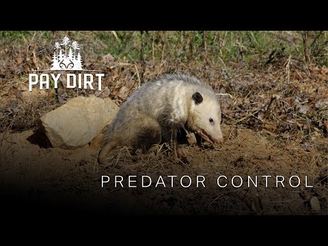 How to Manage Predators on your Property