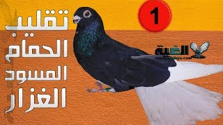 مواصفات وأشكال الحمام المساويد الغزار المصري1 #الغية#العمدة