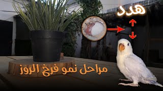 مراحل نمو فرخ الروز 🐣 bird 40 days 🦜 هدد / طيور روز